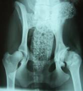 What can be done to manage Hip Dysplasia in the Mature Dog?