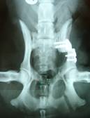 What can be done to manage Hip Dysplasia in the Immature Dog?