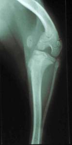 X-ray of a Toy Poodle’s knee
